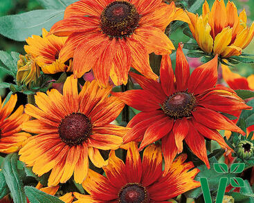 Třapatka srstnatá 'Autumn Colours'