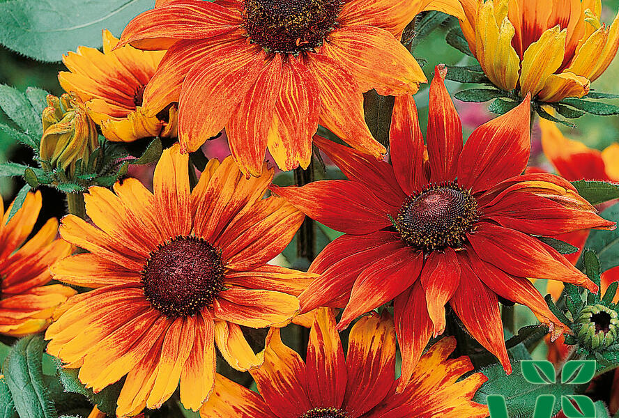 Třapatka srstnatá 'Autumn Colours' - Rudbeckia hirta 'Autumn Colours'