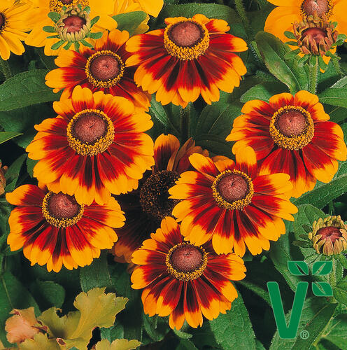 Třapatka srstnatá 'Toto Rustic' - Rudbeckia hirta 'Toto Rustic'