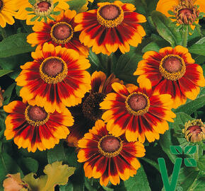 Třapatka srstnatá 'Toto Rustic' - Rudbeckia hirta 'Toto Rustic'