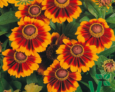 Třapatka srstnatá 'Toto Rustic'