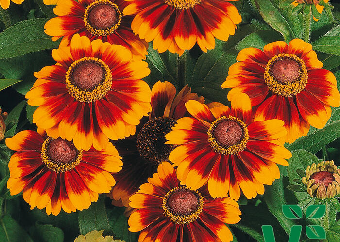 Třapatka srstnatá 'Toto Rustic' - Rudbeckia hirta 'Toto Rustic'