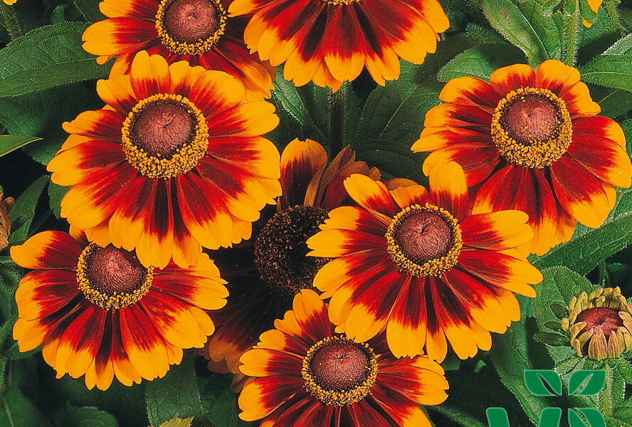 Třapatka srstnatá 'Toto Rustic' - Rudbeckia hirta 'Toto Rustic'