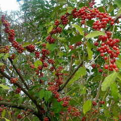 Hlošina okoličnatá 'Sweetnsour' - Elaeagnus umbellata 'Sweetnsour'