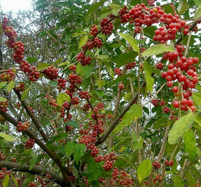 Hlošina okoličnatá 'Sweetnsour' - Elaeagnus umbellata 'Sweetnsour'