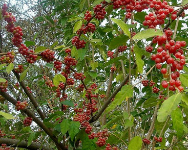 Hlošina okoličnatá 'Sweetnsour'