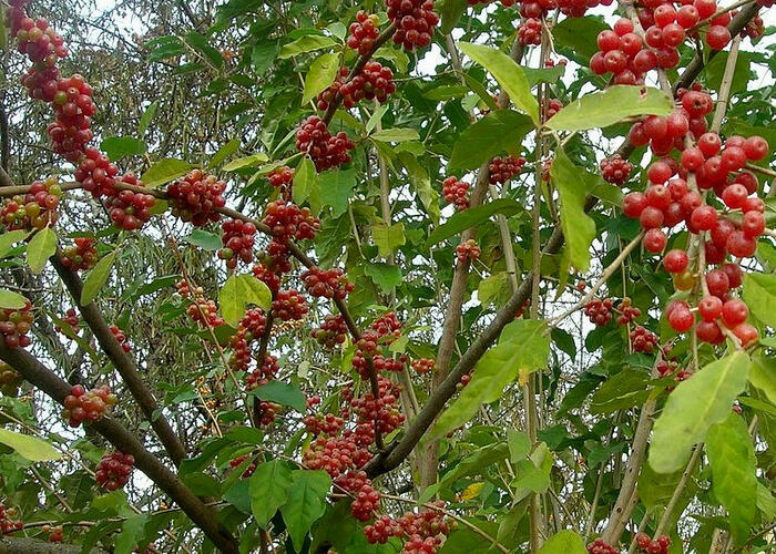 Hlošina okoličnatá 'Sweetnsour' - Elaeagnus umbellata 'Sweetnsour'