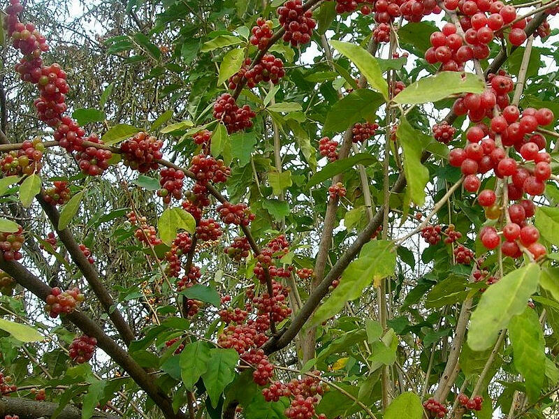 Hlošina okoličnatá 'Sweetnsour' - Elaeagnus umbellata 'Sweetnsour'