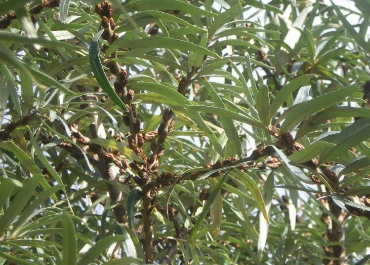 Rakytník řešetlákový - samčí 'Opylovač' - Hippophae rhamnoides 'Opylovač'