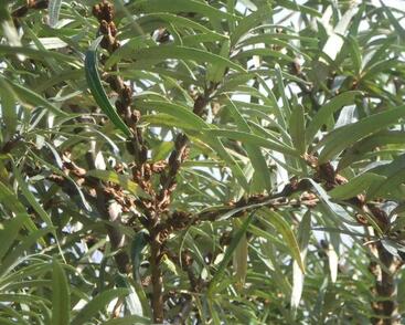 Rakytník řešetlákový samčí 'Opylovač'