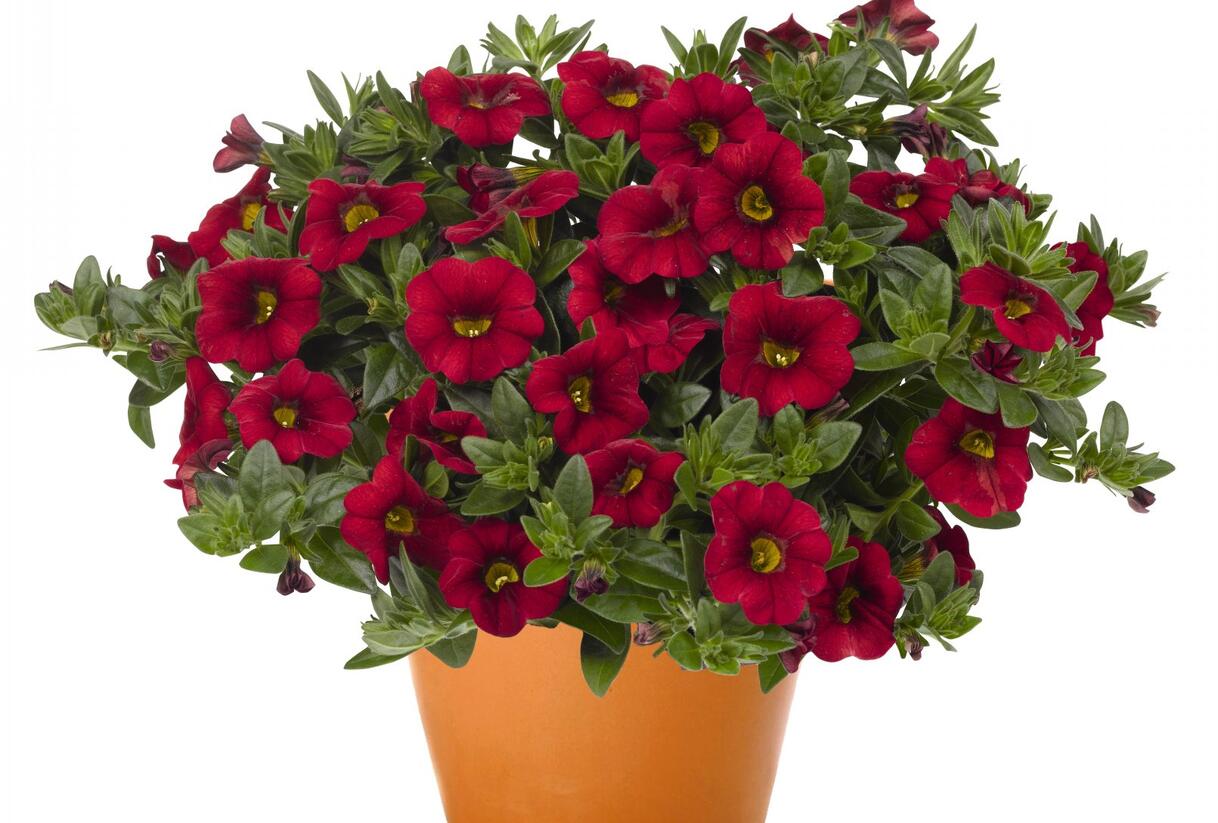 Minipetúnie, Million Bells 'Aloha Kona Dark Red' - Calibrachoa hybrida 'Aloha Kona Dark Red'
