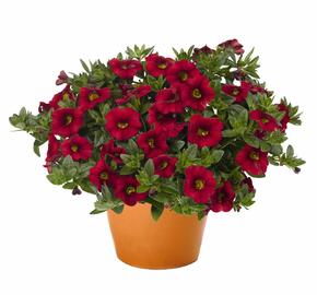 Minipetúnie, Million Bells 'Aloha Kona Dark Red' - Calibrachoa hybrida 'Aloha Kona Dark Red'