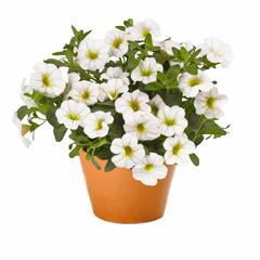 kalibrachoa Aloha Classic White - Calibrachoa Aloha Classic White