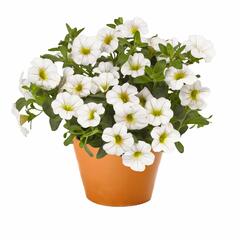 Minipetúnie, Million Bells 'Aloha Classic White' - Calibrachoa hybrida 'Aloha Classic White'