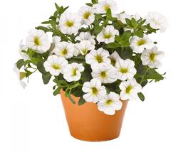 Minipetúnie, Million Bells 'Aloha Classic White'
