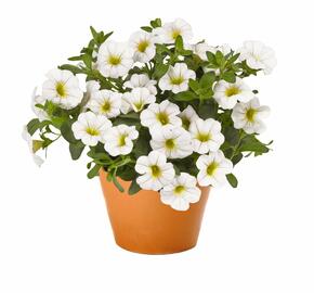 Minipetúnie, Million Bells 'Aloha Classic White' - Calibrachoa hybrida 'Aloha Classic White'