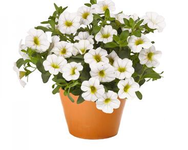 Minipetúnie, Million Bells 'Aloha Classic White'