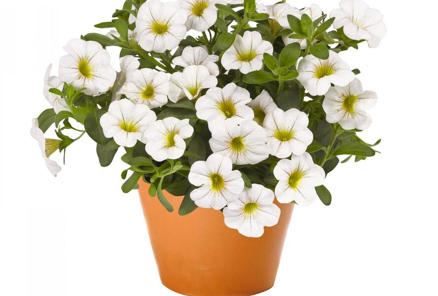 Minipetúnie, Million Bells 'Aloha Classic White' - Calibrachoa hybrida 'Aloha Classic White'