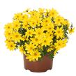 Dvouzubec 'Bidy Boom Yellow Big' - Bidens 'Bidy Boom Yellow Big'