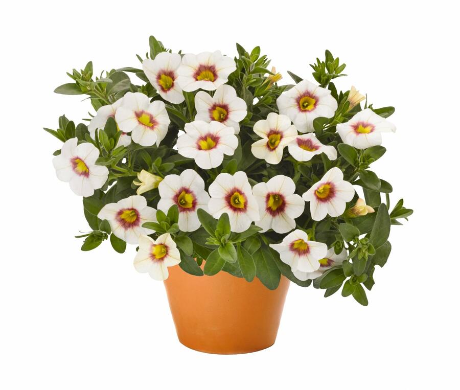 Minipetúnie, Million Bells 'Aloha Kona Tiky White' - Calibrachoa hybrida 'Aloha Kona Tiky White'