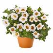 Minipetúnie, Million Bells 'Aloha Kona Tiky White' - Calibrachoa hybrida 'Aloha Kona Tiky White'
