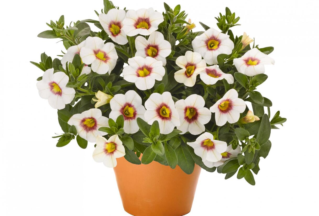 Minipetúnie, Million Bells 'Aloha Kona Tiky White' - Calibrachoa hybrida 'Aloha Kona Tiky White'