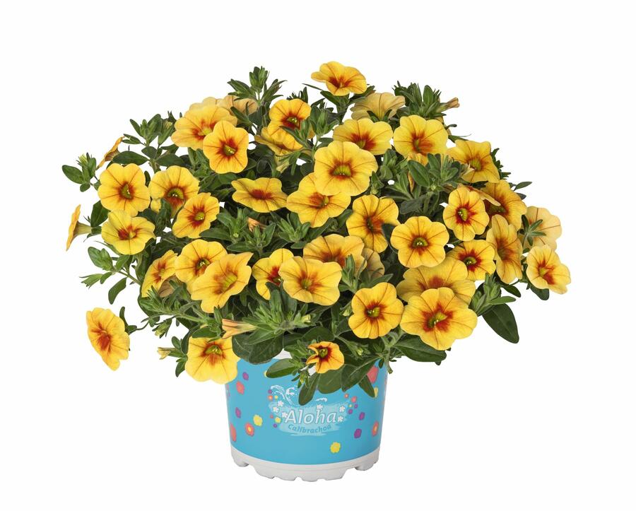 Minipetúnie, Million Bells 'Aloha Kona Pineapple 2016' - Calibrachoa hybrida 'Aloha Kona Pineapple 2016'