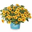 Minipetúnie, Million Bells 'Aloha Kona Pineapple 2016' - Calibrachoa hybrida 'Aloha Kona Pineapple 2016'