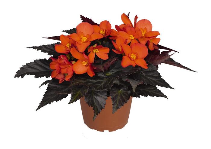 Begónie 'I'conia Upright Fire' - Begonia 'I'conia Upright Fire'