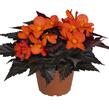 Begónie 'I'conia Upright Fire' - Begonia 'I'conia Upright Fire'