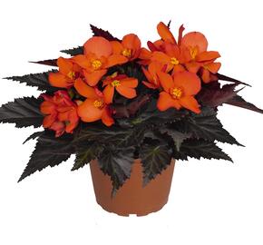 Begónie 'I'conia Upright Fire' - Begonia 'I'conia Upright Fire'