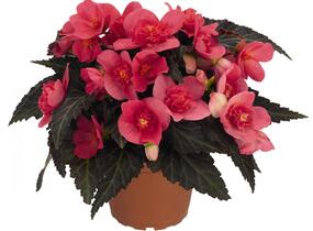 Begónie 'I'conia First Kiss Hot Pink' - Begonia 'I'conia First Kiss Hot Pink'