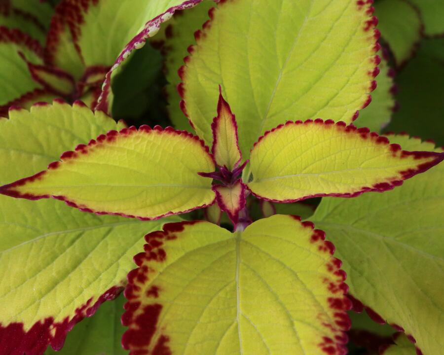 Pochvatec, Pokojová kopřiva 'Stained Glassworks Velvet' - Coleus blumei 'Stained Glassworks Velvet'