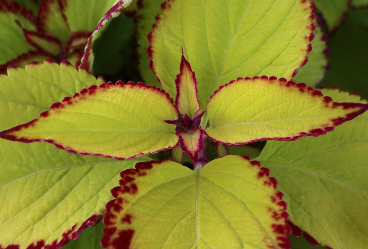 Pochvatec, Pokojová kopřiva 'Stained Glassworks Velvet' - Coleus blumei 'Stained Glassworks Velvet'