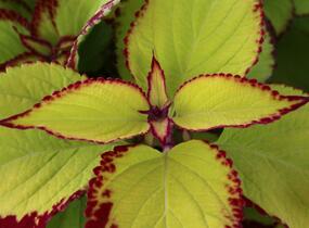 Pochvatec, Pokojová kopřiva 'Stained Glassworks Velvet' - Coleus blumei 'Stained Glassworks Velvet'