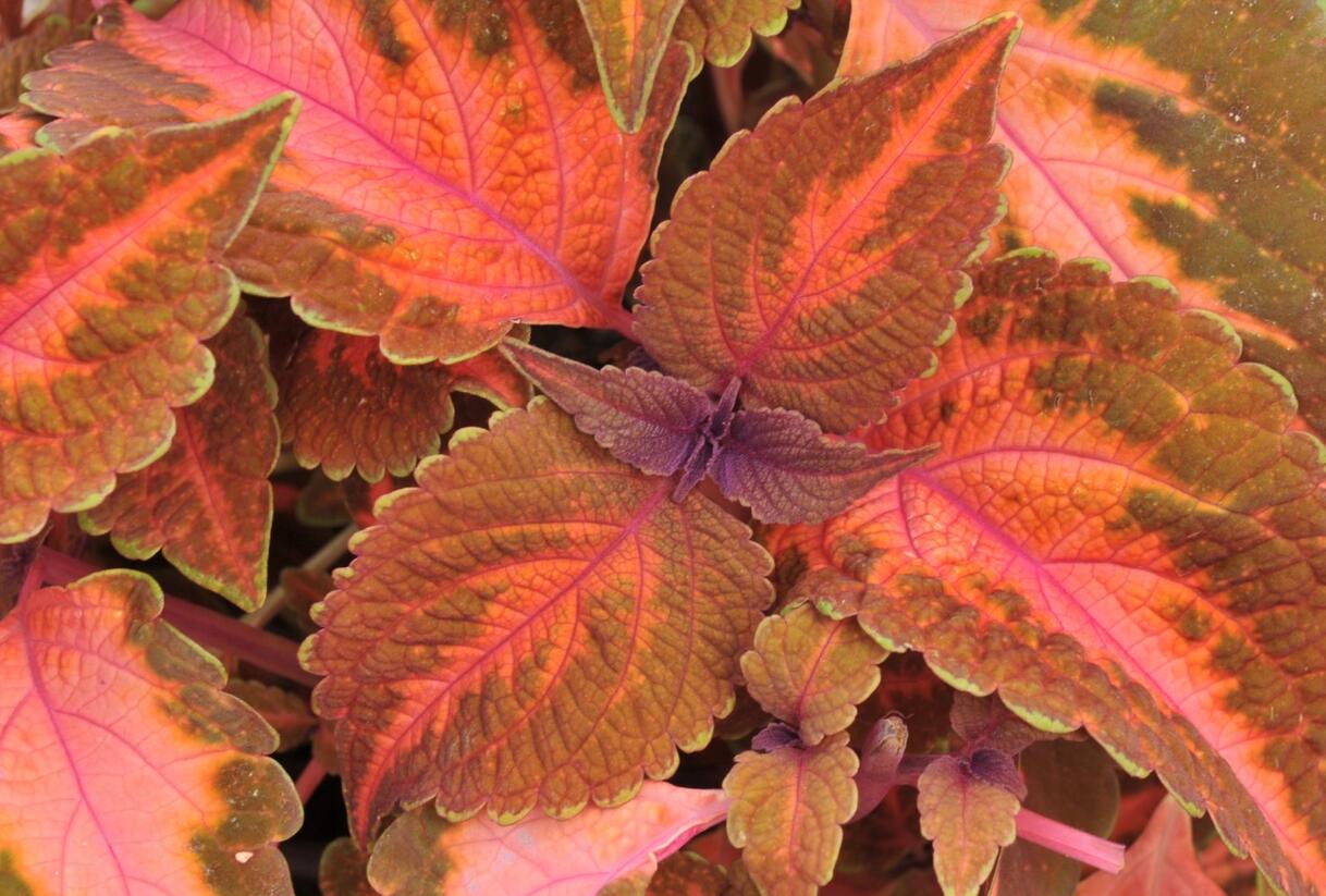 Pochvatec, Pokojová kopřiva 'Main Street Sunset Boulevard' - Coleus blumei 'Main Street Sunset Boulevard'