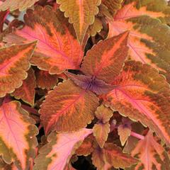 Pokojová kopřiva 'Main Street Sunset Boulevard' - Coleus blumei 'Main Street Sunset Boulevard'