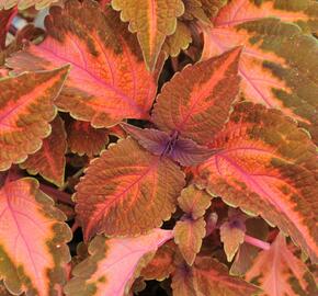 Pokojová kopřiva 'Main Street Sunset Boulevard' - Coleus blumei 'Main Street Sunset Boulevard'