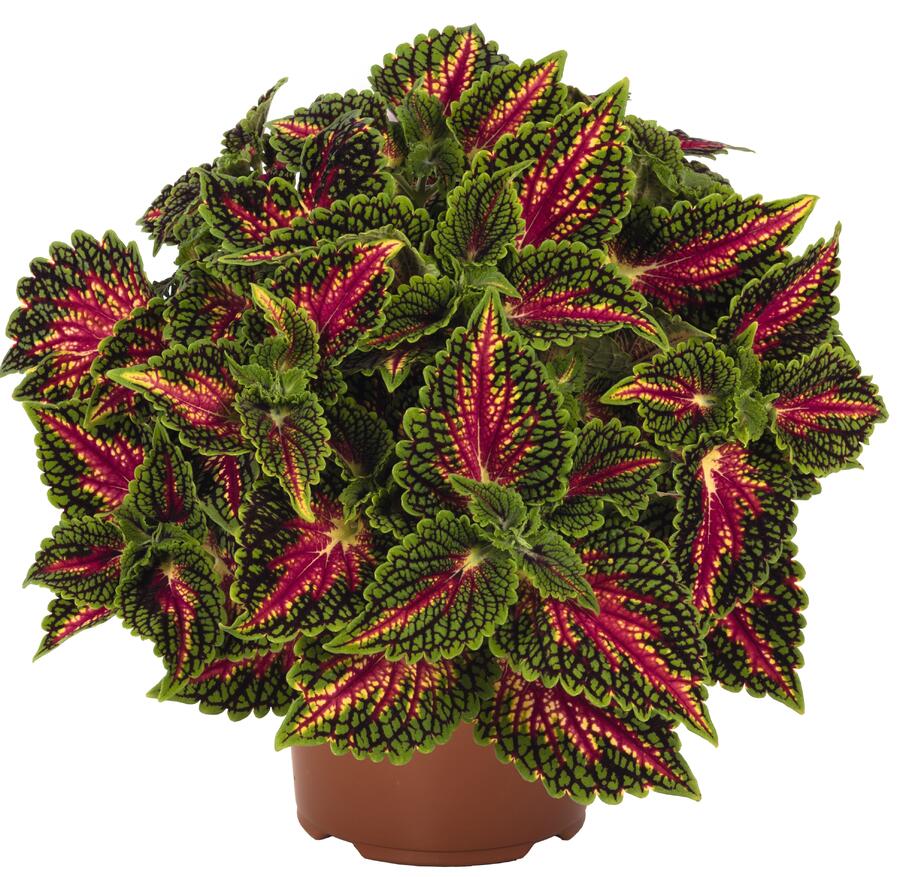Pochvatec, Pokojová kopřiva 'Spacecake' - Coleus blumei 'Spacecake'