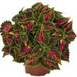 Pochvatec, Pokojová kopřiva 'Spacecake' - Coleus blumei 'Spacecake'