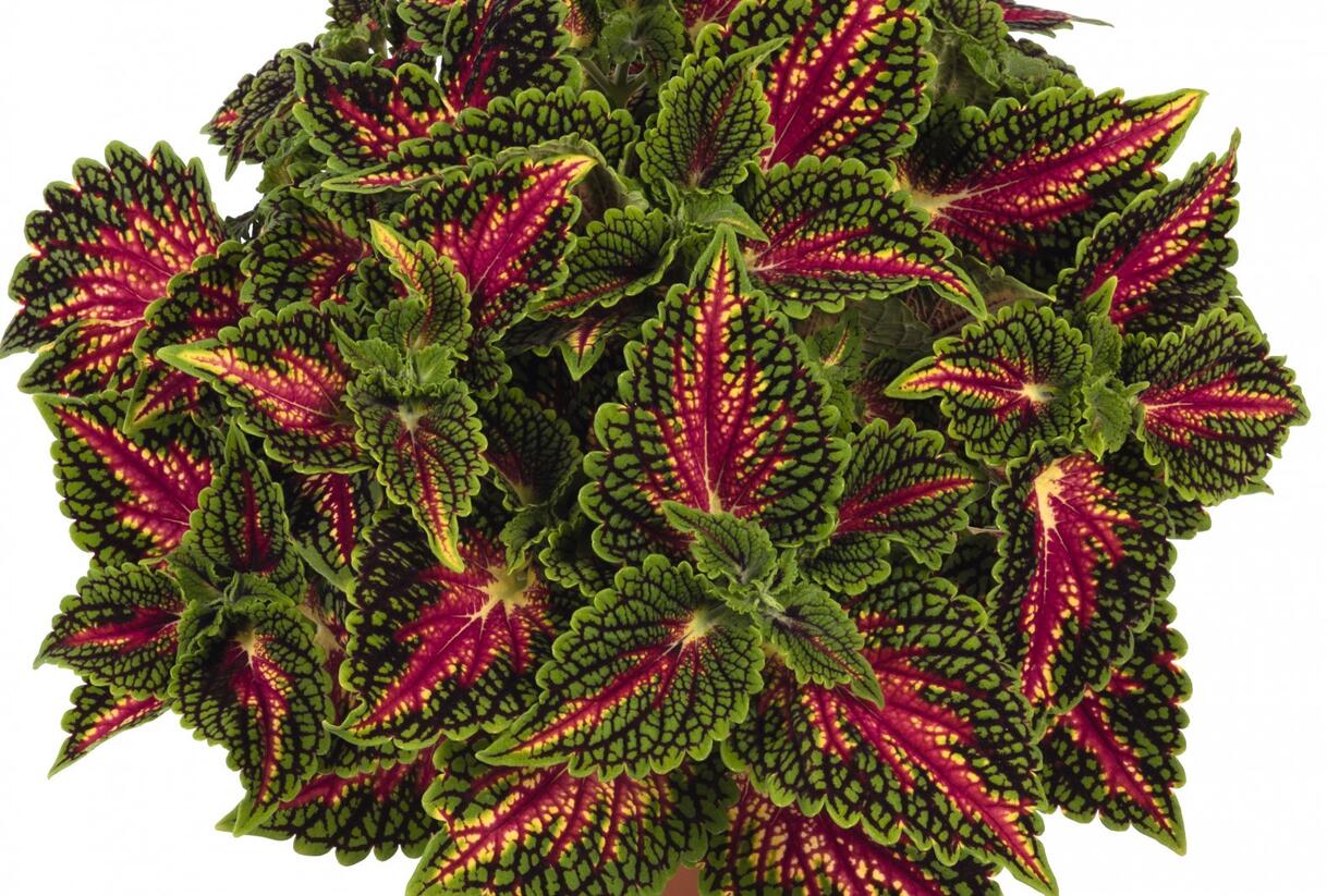 Pochvatec, Pokojová kopřiva 'Spacecake' - Coleus blumei 'Spacecake'
