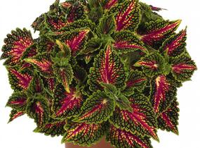 Pochvatec, Pokojová kopřiva 'Spacecake' - Coleus blumei 'Spacecake'