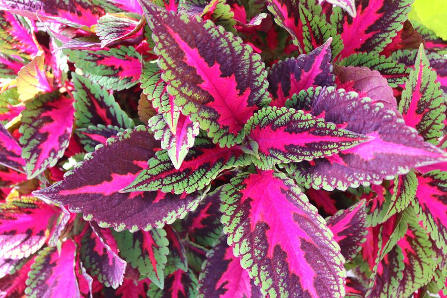Pochvatec, Pokojová kopřiva 'Ruby Road' - Coleus blumei 'Ruby Road'