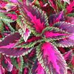 Pokojová kopřiva 'Ruby Road' - Coleus blumei 'Ruby Road'