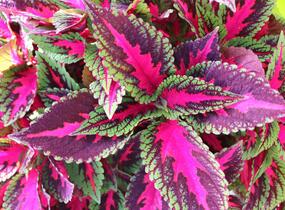 Pochvatec, Pokojová kopřiva 'Ruby Road' - Coleus blumei 'Ruby Road'