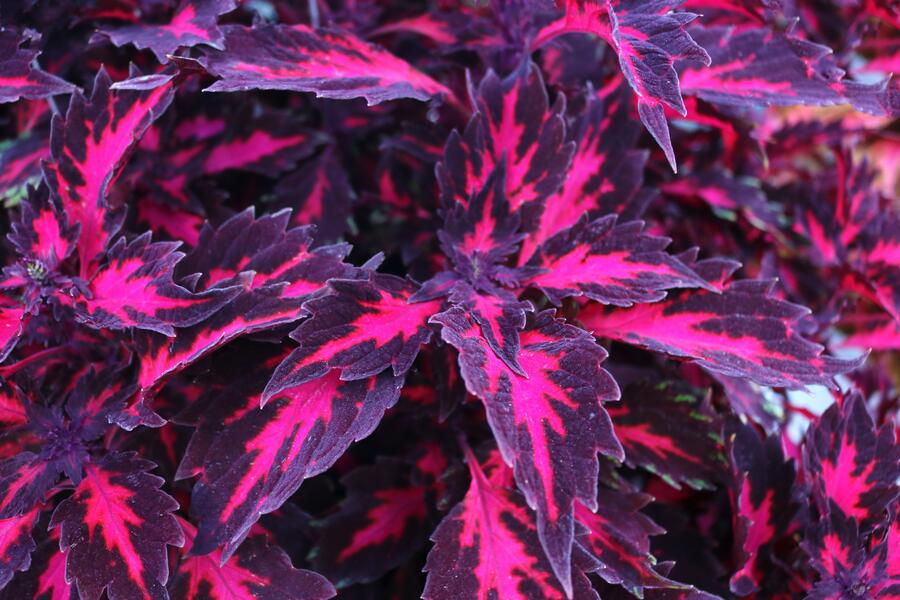 Pochvatec, Pokojová kopřiva 'Royalty' - Coleus blumei 'Royalty'