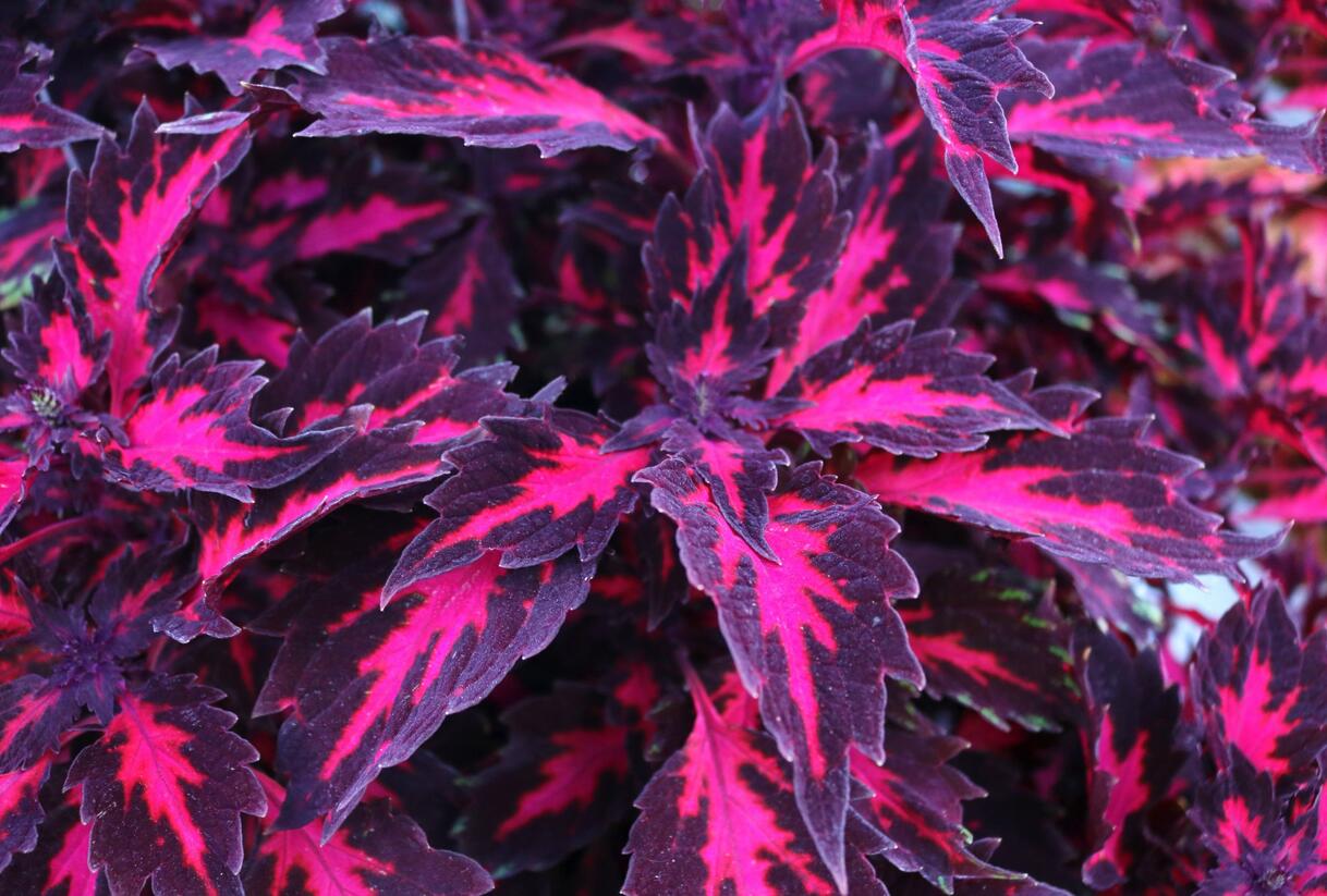 Pochvatec, Pokojová kopřiva 'Royalty' - Coleus blumei 'Royalty'