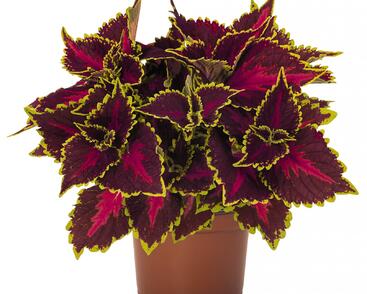 Pochvatec, Pokojová kopřiva 'Main Street Hollywood Boulevard'