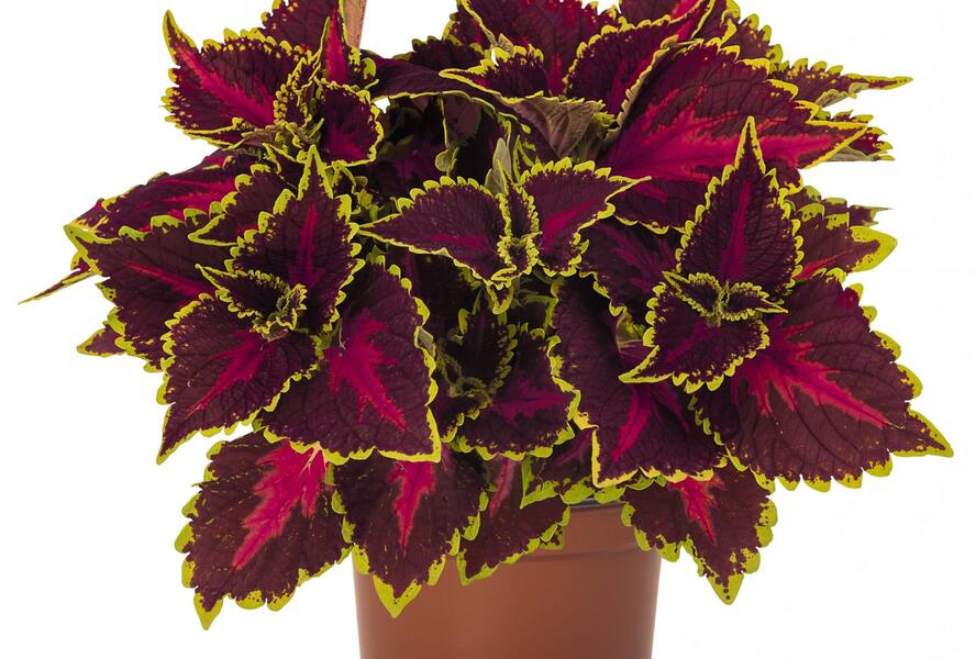 Pochvatec, Pokojová kopřiva 'Main Street Hollywood Boulevard' - Coleus blumei 'Main Street Hollywood Boulevard'