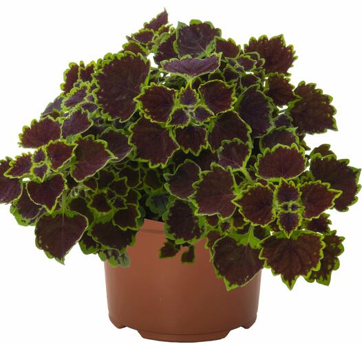 Pochvatec, Pokojová kopřiva 'Great Falls Niagara' - Coleus blumei 'Great Falls Niagara'